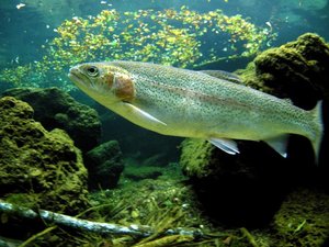 Gene-editing tool to speed disease studies in fish