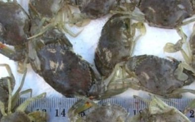 MPEDA receives new patent for mud crab seed production