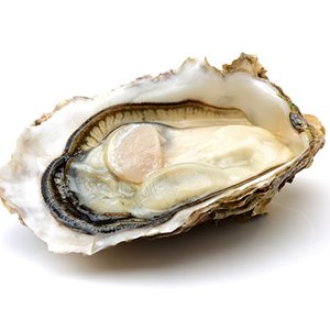 Canada invests in an oyster hatchery