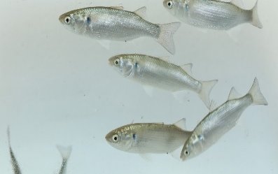 How to improve milkfish breeding performance through hormone implants
