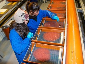 Researchers select salmon for improved FCR