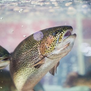 Xelect introduces new consultancy service for trout producers
