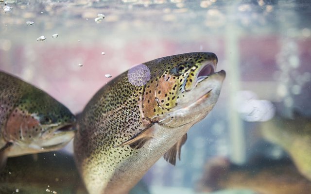 Xelect introduces new consultancy service for trout producers
