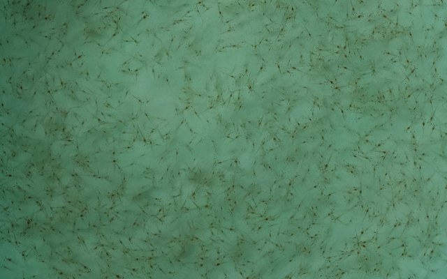 Probiotics improve environmental performance in shrimp hatcheries