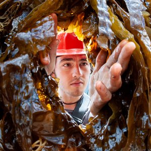 Seaweed training center opens in the UK