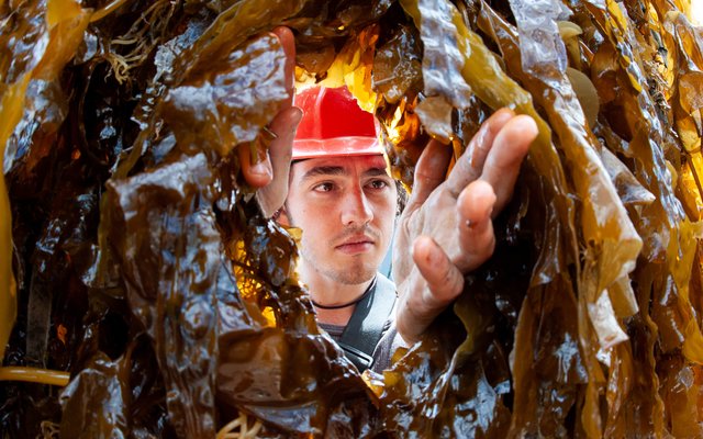 Seaweed training center opens in the UK