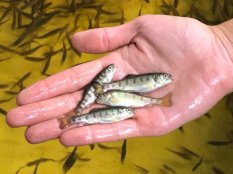 Scientists are testing a new vaccine for rainbow trout fry