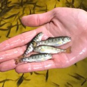 Scientists are testing a new vaccine for rainbow trout fry