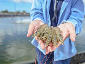American Mariculture to distribute CP Foods shrimp broodstock worldwide