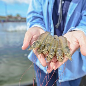 American Mariculture to distribute CP Foods shrimp broodstock worldwide