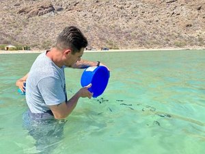 Earth Ocean Farms releases juveniles of threatened Totoaba