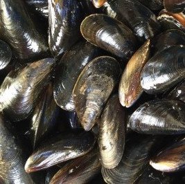 Cryopreserved mussel larvae can survive and develop into adult mussels