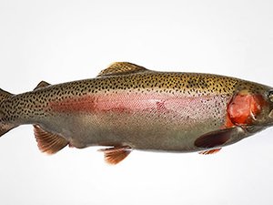 US researchers develop BCWD-resistant trout line