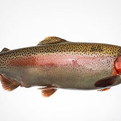 US researchers develop BCWD-resistant trout line
