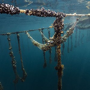 EU to boost organic aquaculture