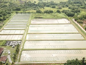 Largest Brazilian tilapia fry producer rebrands as AquaGenetics do Brasil