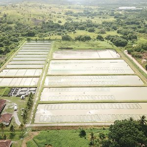 Largest Brazilian tilapia fry producer rebrands as AquaGenetics do Brasil