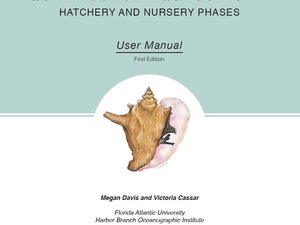 Queen conch aquaculture: Hatchery and nursery phases
