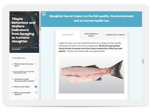 03. Example from Tilapia Behaviour and Welfare Indicators course