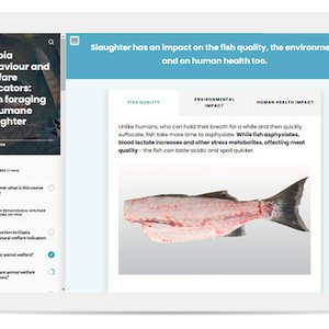 03. Example from Tilapia Behaviour and Welfare Indicators course