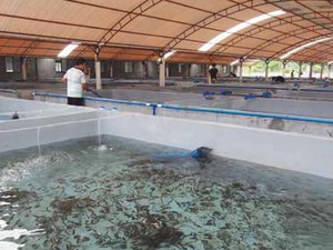 Fish breeder Qian Hu invests S$1 million in AI aquaculture technology