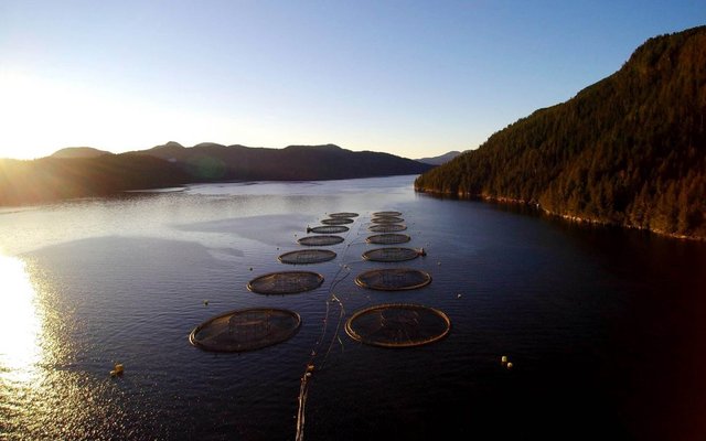 Federal court overturns salmon farms phase-out in the Discovery Islands