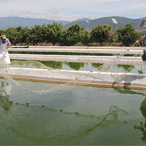 Ecuador to invest $300 million to improve electricity supply of shrimp farms
