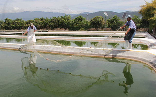 Ecuador to invest $300 million to improve electricity supply of shrimp farms