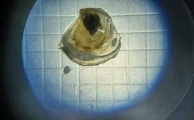 Orkney Shellfish Hatchery achieves milestone in raising native flat oysters on land