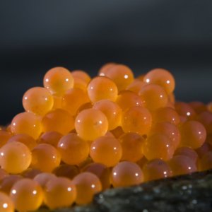 Temporary suspension of salmon and trout eggs exports from Norway
