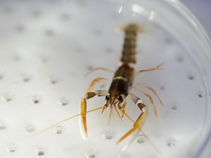 Increased larval survival in European clawed lobster trials