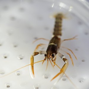 Increased larval survival in European clawed lobster trials