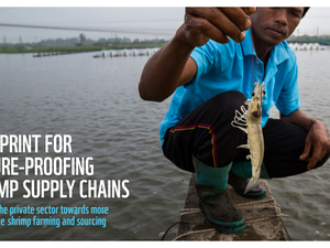 WWFs roadmap for sustainable shrimp supply chain