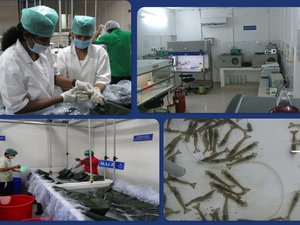 India imports SPF shrimp broodstock from the U.S.