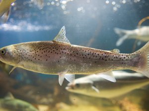 American Humane unveils new standards for aquaculture