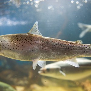 American Humane unveils new standards for aquaculture