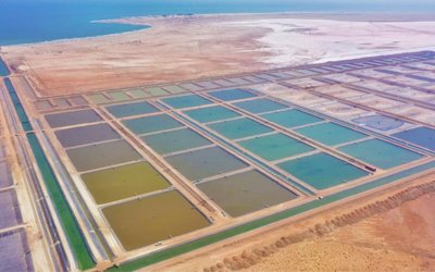 Oman opens $53-million shrimp farm