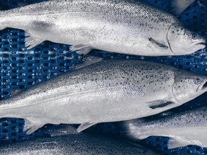 Japanese corporations to build land-based salmon farm