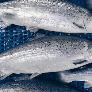 Japanese corporations to build land-based salmon farm