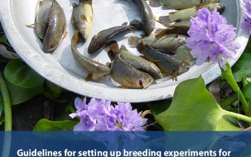 Guidelines for setting up breeding experiments for small indigenous species