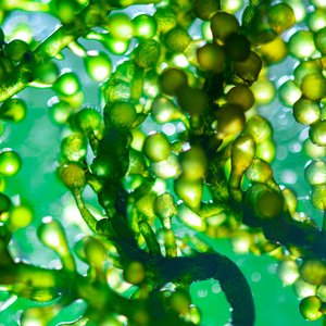 New EU standard for algae and algae products