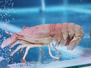 Philippine researchers to breed slipper lobsters