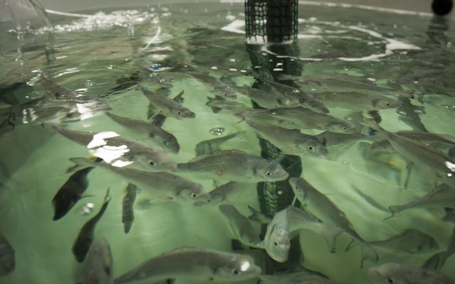 Exercise at hatchery stages improves performance in juvenile seabream