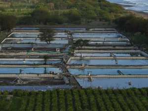 Pebble Labs and Virbac partner to bring shrimp disease solutions to farmers