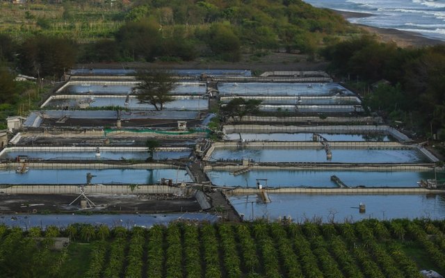 Pebble Labs and Virbac partner to bring shrimp disease solutions to farmers