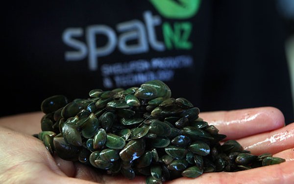 New Zealand to develop mussel spat hatchery
