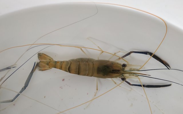 Study finds room for breeding improvements in giant freshwater prawn