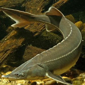 Scientists discover a genetic sex marker in sturgeon