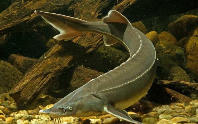 Scientists discover a genetic sex marker in sturgeon