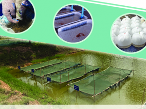 Tilapia breeding and all-male fry production manual